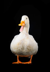 duck