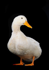 duck