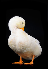 duck