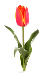 Tulip flower isolated on white background