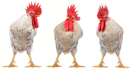 white cock © fotomaster