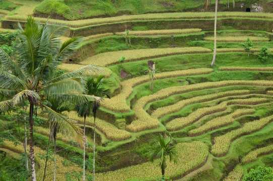 terrace rice field in bali