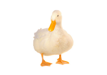 duck