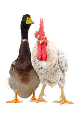duck and cock