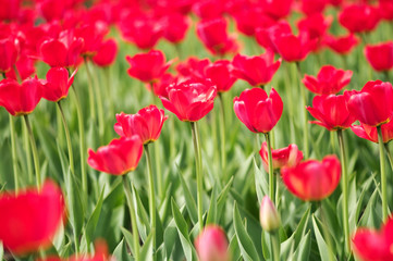 tulip field