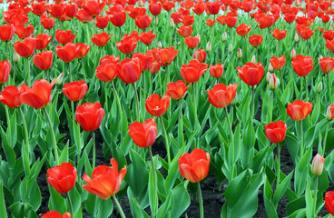 Red Tulips field