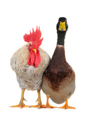 duck and cock