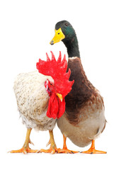 duck and cock