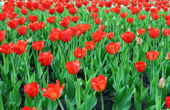Red Tulips field