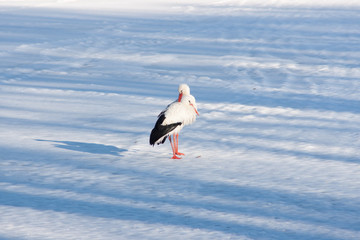 storks on ice