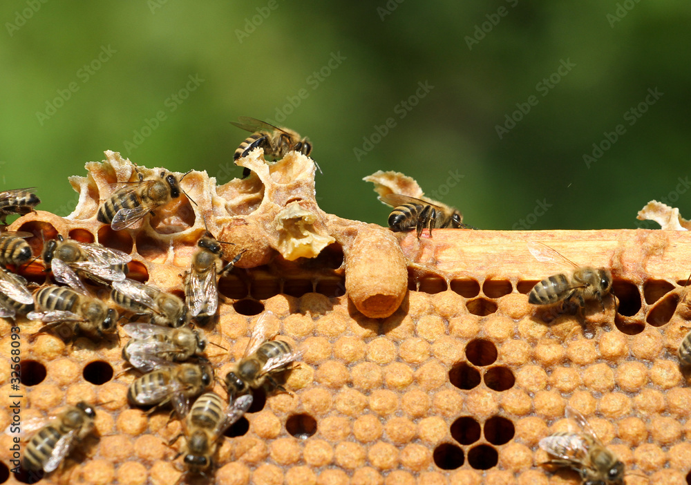 Wall mural bees on honeycomb