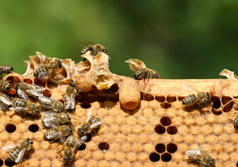 bees on honeycomb