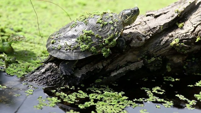 Tortuga