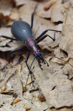 まいまいかぶり樣專用 38 北甲神ー蝸牛被(ほくこうしん まいまいかぶり) Xuanwu - Carabus