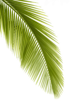 Fototapeta Palm leaf