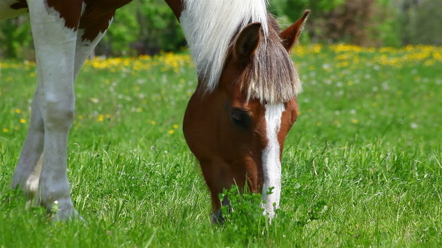 horse grazing in the meadow