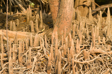 mangrove tree roots detail