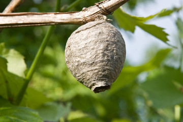 Real Estate wasps