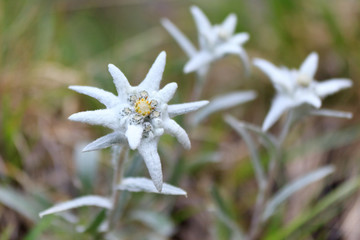 edelweiss