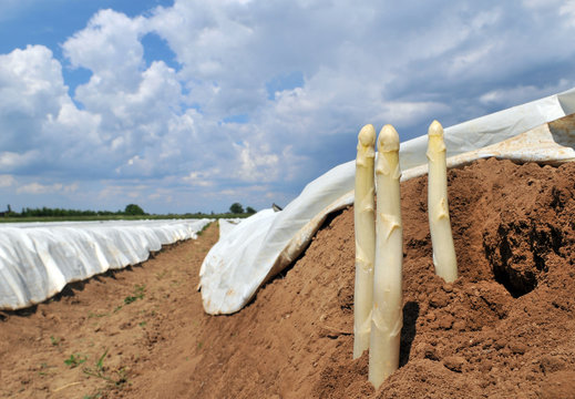 Dreimal wei&szlig;er Spargel
