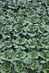 background[cabbage_field]_11