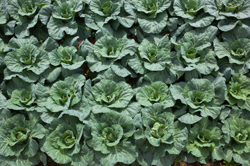 background[cabbage_field]_09