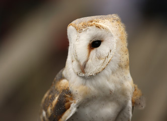 Portrait of a Barn Owl