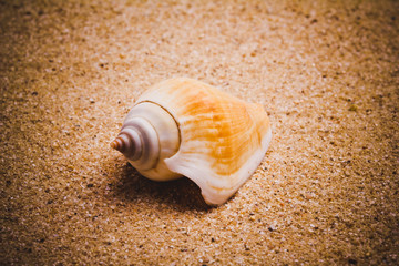 Sea shell