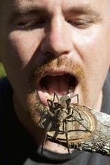 man pretending to eat a tarantula; manica, mozambique, africa
