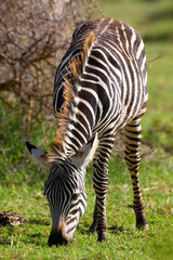 Obraz na płótnie Canvas Zebra in Lake Manyara National Park, Tanzania