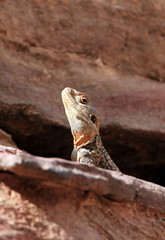 An Agama Lizard, peering around at Petra