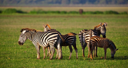Fototapeta na wymiar Zebras in Lake Manyara National Park, Tanzania