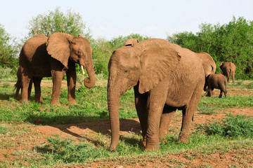 African elephants in the Lake Manyara National Park in Tanzania