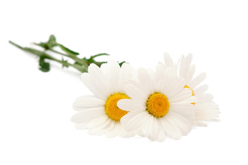 Obraz premium daisy
