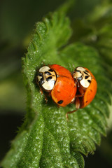 Ladybird reproduction in the nature