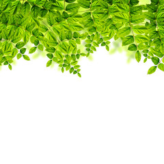 Fresh green leaves background