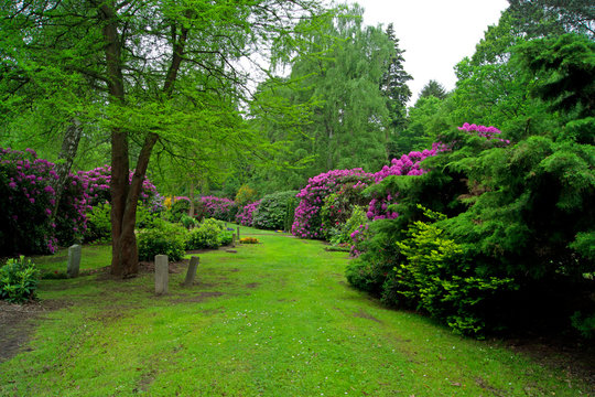 Park mit Rhododendronstr&auml;ucher