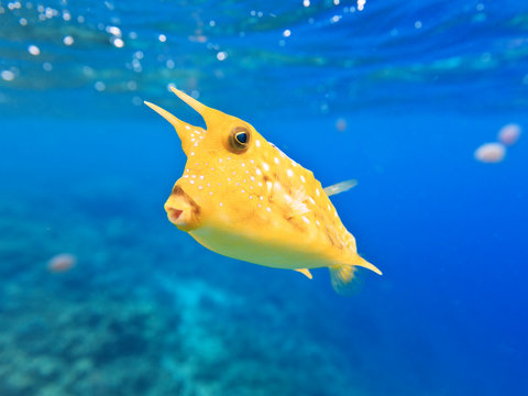 Fototapeta Longhorn cowfish