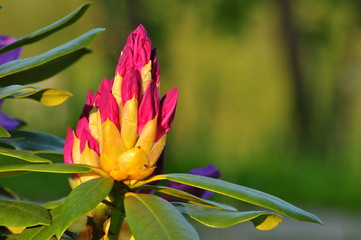 Rhododendron-różanecznik - obrazy, fototapety, plakaty