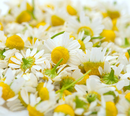 chamomile flowers © ksena32