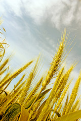 Abstract view of wheat ears