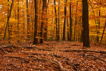 Wald im Herbst, forest in autumn