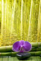 giardino di bambù con orchidea