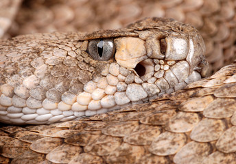 Portrait of a Rattlesnake.