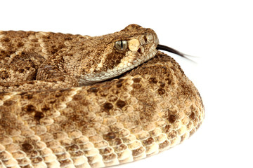 Portrait of a Rattlesnake.