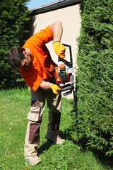 jardinier, pépiniériste, paysagiste taille un cyprès vert