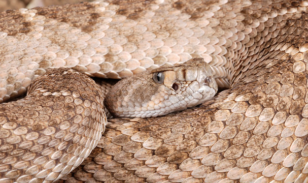 Portrait of a Rattlesnake.