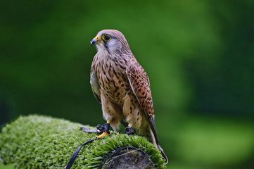 Male kestrel bird of prey raptor during falconry display