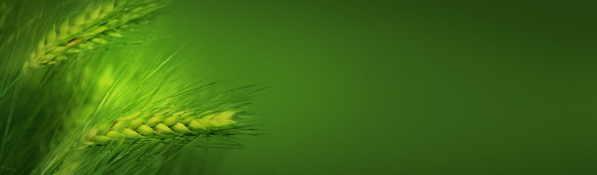 Header - Banner