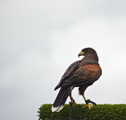 Harris hawk bird of prey during falconry display